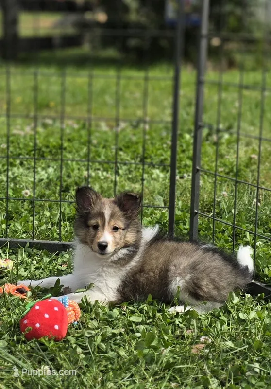 Sheltie Puppy Mahogany Sable – Shetland Sheepdog puppy for sale in Scottsville, VA