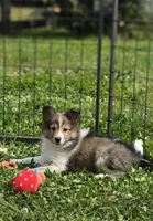 Sheltie Puppy Mahogany Sable, a female Shetland Sheepdog for sale in Scottsville, VA – Photo 1 of 4