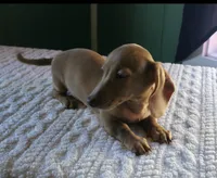 Miniature Dachshund , a female Miniature Dachshund for sale in Scottsville, VA – 2 of 3