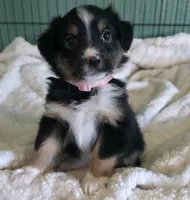 Miniature Australian Shepherd , a female Miniature American Shepherd for sale in Scottsville, VA – 5 of 7