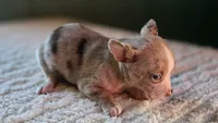 Merle Chihuahua Male, a male Chihuahua for sale in Scottsville, VA – 4 of 6