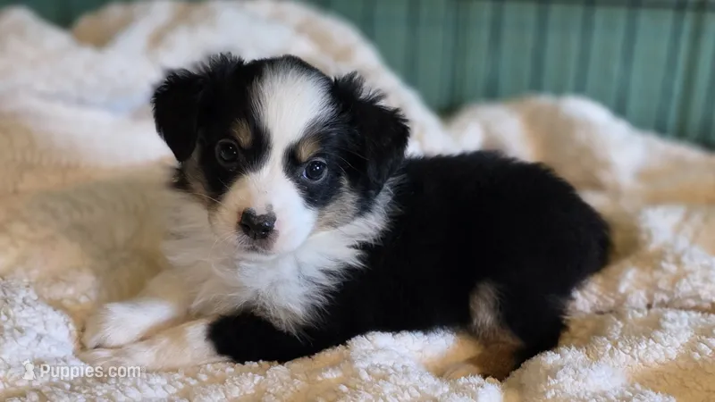 Miniature Australian Shepherd  – Miniature Australian Shepherd puppy for sale in Scottsville, VA