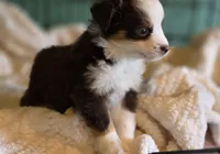 Chocolate & White Mini Aussie, a female Miniature Australian Shepherd for sale in Scottsville, VA – 3 of 6