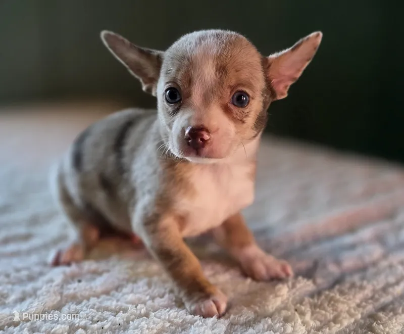 Merle Chihuahua Male – Chihuahua puppy for sale in Scottsville, VA