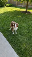 Miniature Australian Shepherd , a female Miniature American Shepherd for sale in Scottsville, VA – 7 of 7