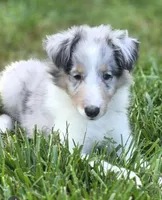 Blue Merle Sheltie Male, a male Shetland Sheepdog for sale in Scottsville, VA – Photo 1 of 3