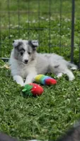Blue Merle Sheltie Male, a male Shetland Sheepdog for sale in Scottsville, VA – Photo 2 of 3