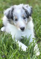 Blue Merle Sheltie Male, a male Shetland Sheepdog for sale in Scottsville, VA – Photo 3 of 3