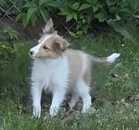 Sheltie Female , a female Shetland Sheepdog for sale in Scottsville, VA – 2 of 3