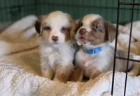 Miniature Australian Shepherd , a female Miniature Australian Shepherd for sale in Scottsville, VA – 5 of 5