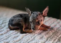 Merle Chihuahua Female , a female Chihuahua for sale in Scottsville, VA – 3 of 4