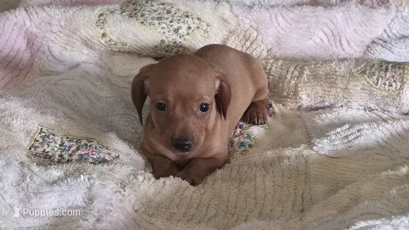 Miniature Dachshund  – Miniature Dachshund puppy for sale in Scottsville, VA