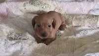 Miniature Dachshund , a female Miniature Dachshund for sale in Scottsville, VA – 1 of 3