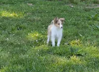 Sheltie Female , a female Shetland Sheepdog for sale in Scottsville, VA – 3 of 3