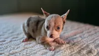 Merle Chihuahua Male, a male Chihuahua for sale in Scottsville, VA – 2 of 6