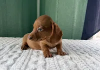 Miniature Dachshund , a female Miniature Dachshund for sale in Scottsville, VA – 3 of 3