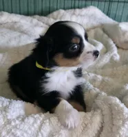 Miniature Australian Shepherd , a female Miniature Australian Shepherd for sale in Scottsville, VA – 3 of 6