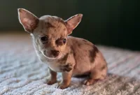 Merle Chihuahua Female , a female Chihuahua for sale in Scottsville, VA – 3 of 4