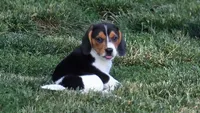Beagle Male, a male Beagle for sale in Scottsville, VA – 2 of 3