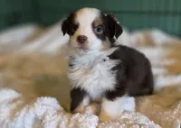 Chocolate & White Mini Aussie, a female Miniature Australian Shepherd for sale in Scottsville, VA – 2 of 6