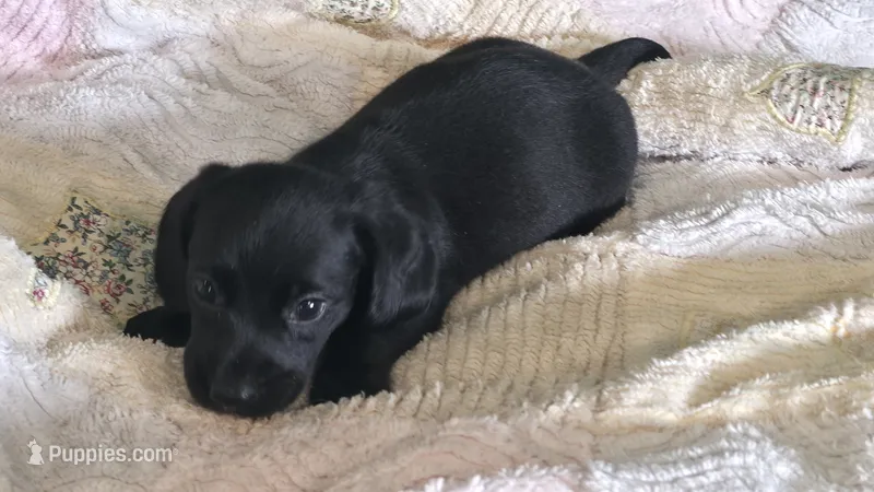 Miniature Dachshund  – Miniature Dachshund puppy for sale in Scottsville, VA