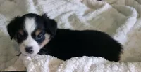 Miniature Australian Shepherd , a female Miniature Australian Shepherd for sale in Scottsville, VA – 2 of 6