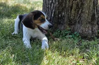 Beagle Female, a female Beagle for sale in Scottsville, VA – 3 of 3