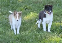Sheltie Female , a female Shetland Sheepdog for sale in Scottsville, VA – 3 of 5