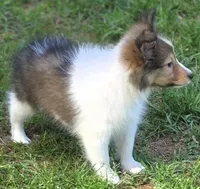 Sheltie Female, a female Shetland Sheepdog for sale in Scottsville, VA – Photo 2 of 3