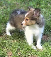 Sheltie Female, a female Shetland Sheepdog for sale in Scottsville, VA – Photo 3 of 3