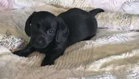 Miniature Dachshund , a female Miniature Dachshund for sale in Scottsville, VA – 3 of 3