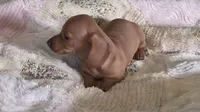 Miniature Dachshund , a female Miniature Dachshund for sale in Scottsville, VA – 2 of 3