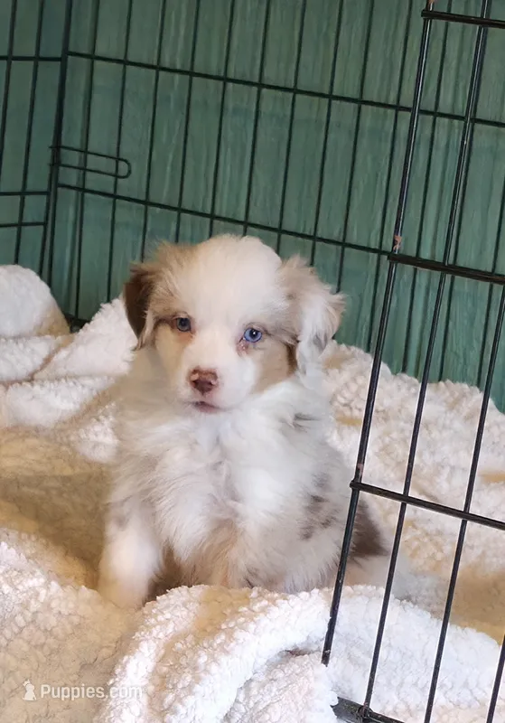 Miniature Australian Shepherd  – Miniature Australian Shepherd puppy for sale in Scottsville, VA