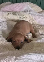 Miniature Dachshund , a female Miniature Dachshund for sale in Scottsville, VA – 3 of 3
