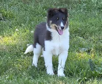Sheltie Female , a female Shetland Sheepdog for sale in Scottsville, VA – 5 of 5
