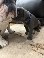 Capone-Blue Collar, a male Cane Corso for sale in Mount Tremper, NY – 8 of 10