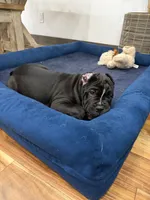 Pablo , a male Cane Corso for sale in Mount Tremper, NY – 8 of 9