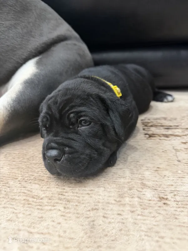 Carmela - Yellow Collar – Cane Corso puppy for sale in Mount Tremper, NY