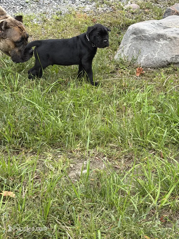 John-Black Collar – Cane Corso puppy for sale in Mount Tremper, NY
