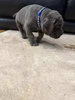 Capone-Blue Collar, a male Cane Corso for sale in Mount Tremper, NY – 3 of 10