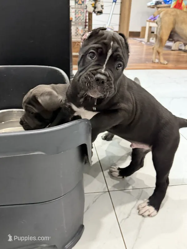 Pablo  – Cane Corso puppy for sale in Mount Tremper, NY
