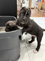 Pablo , a male Cane Corso for sale in Mount Tremper, NY – 2 of 9