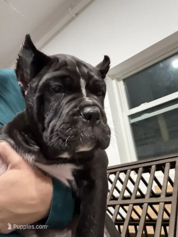 Pablo  – Cane Corso puppy for sale in Mount Tremper, NY