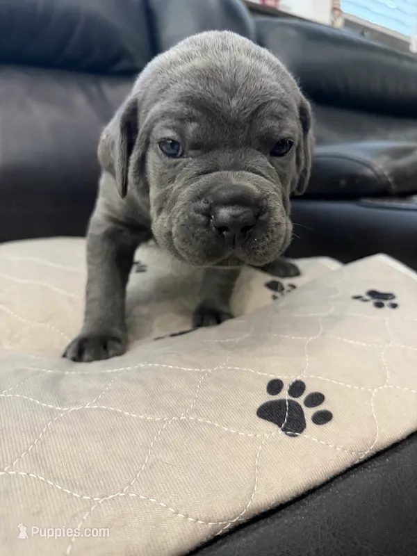 Griselda -dark pink collar – Cane Corso puppy for sale in Mount Tremper, NY