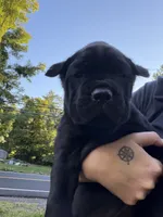 John-Black Collar, a male Cane Corso for sale in Mount Tremper, NY – 1 of 5