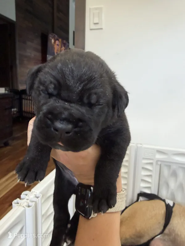 Carmela - Yellow Collar – Cane Corso puppy for sale in Mount Tremper, NY