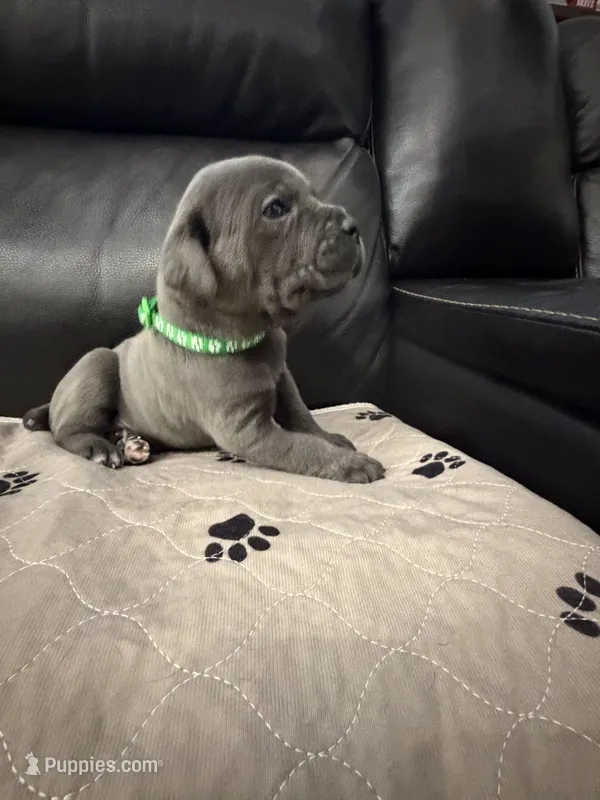 Bugsy-green collar  – Cane Corso puppy for sale in Mount Tremper, NY