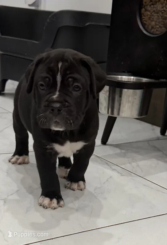 Pablo  – Cane Corso puppy for sale in Mount Tremper, NY