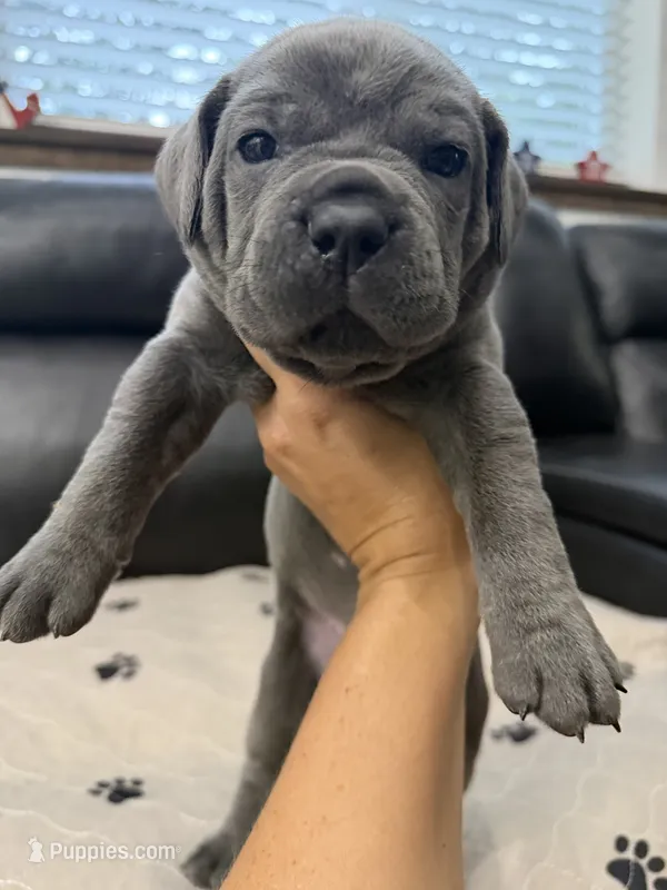 Maria-Teal Collar – Cane Corso puppy for sale in Mount Tremper, NY