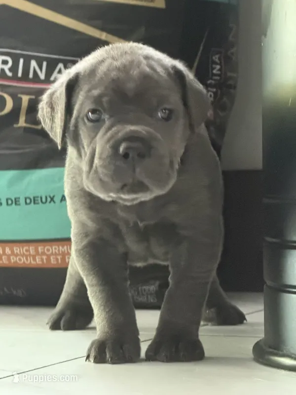 Maria-Teal Collar – Cane Corso puppy for sale in Mount Tremper, NY